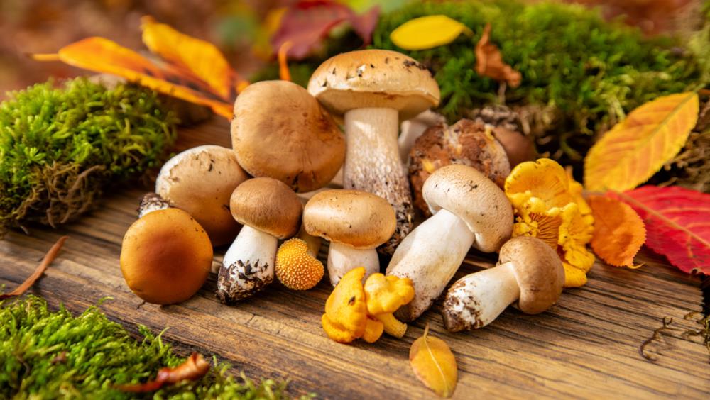 Грибы - от строения до пользы для здоровья