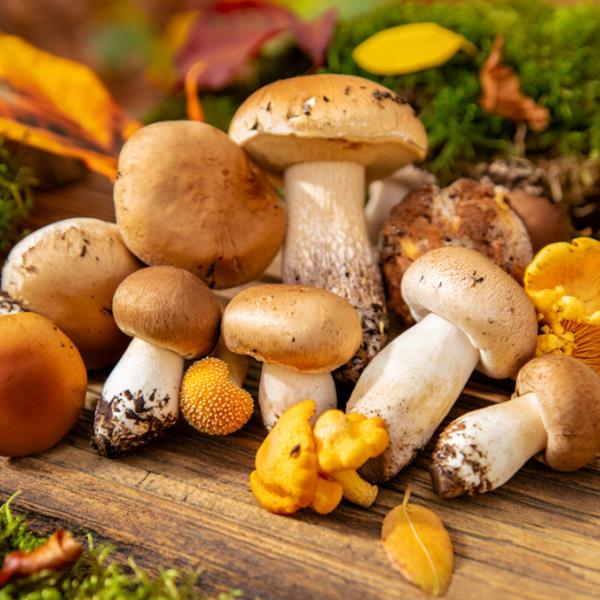 Грибы - от строения до пользы для здоровья